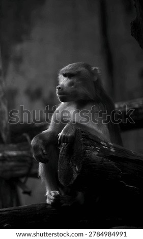 Add a creative and eye-catching touch to your tute covers, hand bills, flyers, posters, and cover page designs with this beautiful monkey image. Featuring a charming wildlife theme, natural details, and a professional visual composition, this high-quality animal photo is perfect for educational materials, graphic design projects, advertising, social media posts, banners, and commercial print designs. Its attractive and friendly appearance makes it ideal for modern, nature-inspired creative work that instantly captures attention.