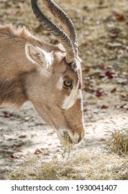 The Addax, Also Known As The White Antelope And The Screwhorn Antelope, Is An Antelope Native To The Sahara Desert. 