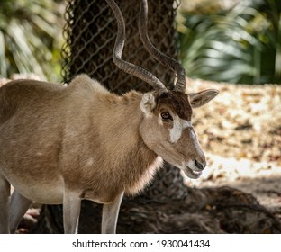 The Addax, Also Known As The White Antelope And The Screwhorn Antelope, Is An Antelope Native To The Sahara Desert. 