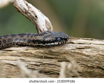 Adder With A Cloudy Eye Before Molting