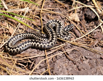 Adder The Only Poisonous Snake In The UK