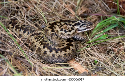 230 Adder Snake Uk Stock Photos, Images & Photography | Shutterstock