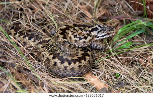 Adder Snake North Wales Coast Uk Stock Photo (edit Now) 653006017