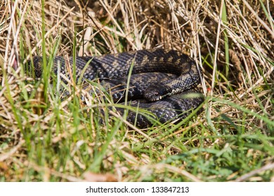 Adder, UK, Basking In The Morning Sun