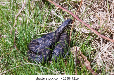 Adder, UK, Basking In The Morning Sun