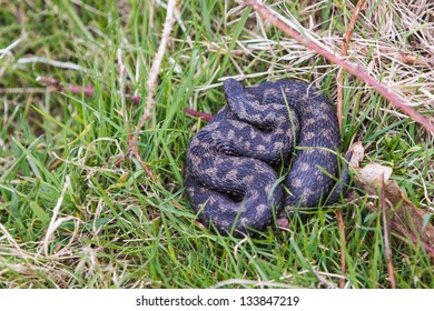 Adder, UK, Basking In The Morning Sun