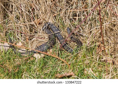 Adder, UK, Basking In The Morning Sun