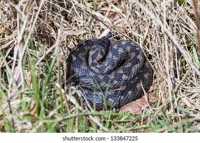 Adder, UK, Basking In The Morning Sun