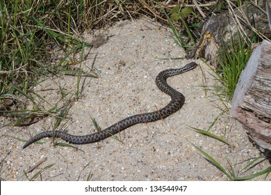 Adder, UK, Basking In The Morning Sun