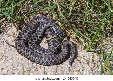 Adder, UK, Basking In The Morning Sun