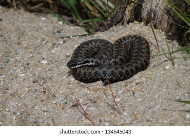 Adder, UK, Basking In The Morning Sun