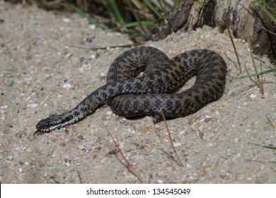 Adder, UK, Basking In The Morning Sun