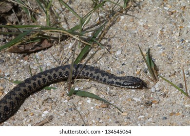 Adder, UK, Basking In The Morning Sun