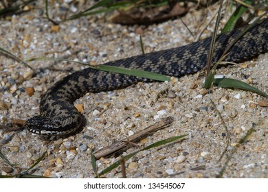 Adder, UK, Basking In The Morning Sun