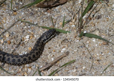 Adder, UK, Basking In The Morning Sun