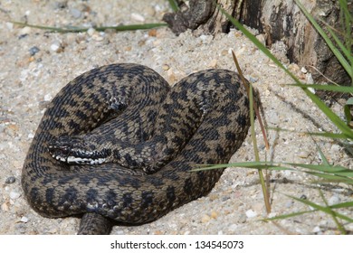 Adder, UK, Basking In The Morning Sun