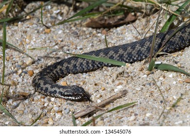 Adder, UK, Basking In The Morning Sun