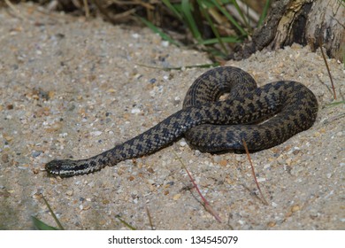 Adder, UK, Basking In The Morning Sun