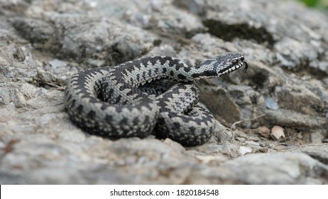 Adder viper snake (Vipera berus) moves gently from the rock into the grass