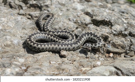 Adder viper snake (Vipera berus) in defense position ready to attack