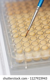 Adding Sample To An Assay Tray Full Of Nutrient Media With A Small Paint Brush