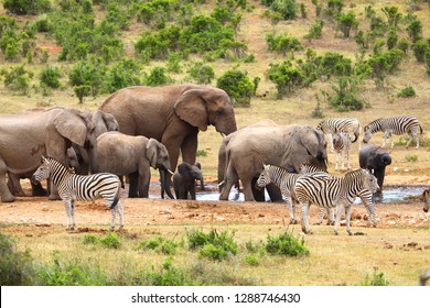 Addo Elephant National Park