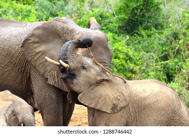 Addo Elephant National Park