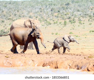 Addo Elephant National Park: Baby Elephant Running Towards Mother