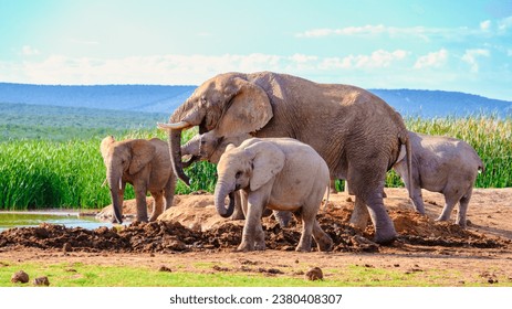 Addo Elephant Park South Africa, Family of Elephants in Addo elephant park, bathing in a water pond, a large group of African Elephants drinking water at a water pond - Powered by Shutterstock