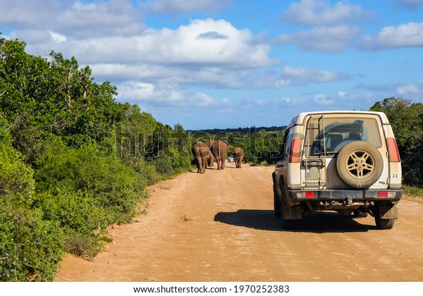 ADDO, SOUTH AFRICA - Apr 25, 2021: Safari drive\
through Addo Elephant National Park in South Africa with herds of\
elephant walking on the\
road