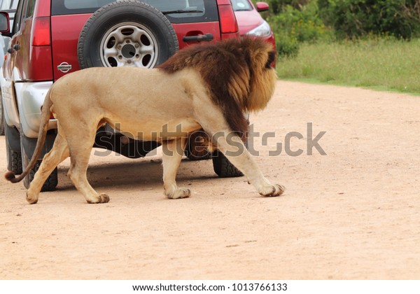 Addo, South Africa - December 24, 2017: a lion\
walks around a tourist\'s car in the Addo Elephant National Park\
near Port Elizabeth, South Africa.\
