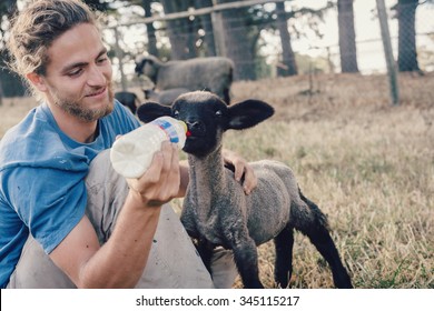 ADELAIDE, AUSTRALIA -  NOV 2014: French Wwoofer Pierre On A Farm Feeding A Young Lamb. The Australian Government No Longer Allows Voluntary Work, Such As Wwoofing, To Count Towards A 2nd Year Visa.