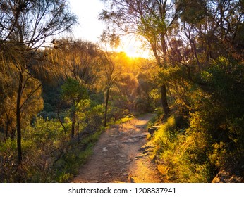 Adelaide Hills Bush Walk