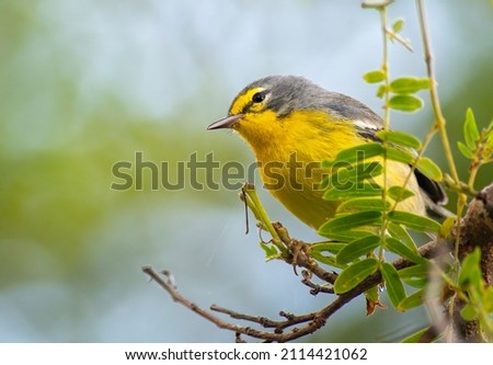 Adelaide Warbler perched on a tree