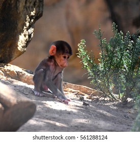 Adelaide Zoo Animals