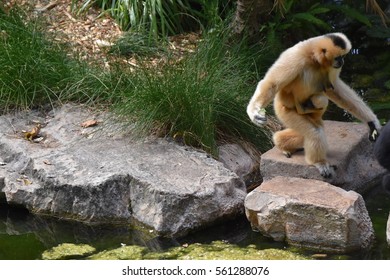 Adelaide Zoo Primates