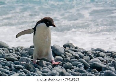 An Adele Penguin Steps Carefully Over A Rocky Beach In The South Orkney Islands, Antarctica.