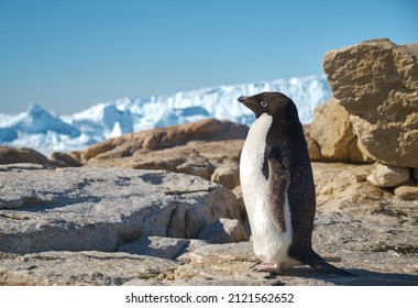 Adele penguins photographed in Antarctica