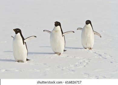 Adele penguins (pygoscelis adeliae)on sea ice in Antarctica