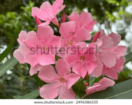 Similar – Image, Stock Photo Lush blooming oleander bush and a small dog nearby. Happy dog sits in front of vibrant pink flowering bush.