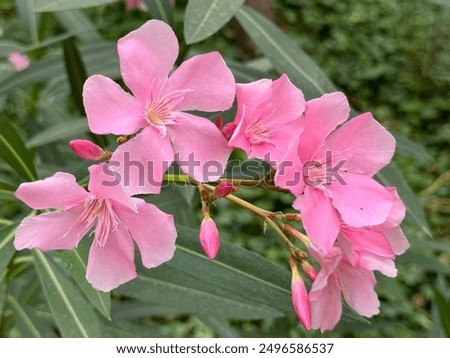Similar – Image, Stock Photo Lush blooming oleander bush and a small dog nearby. Happy dog sits in front of vibrant pink flowering bush.
