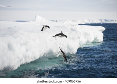 Adelie Penguin