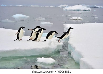 Adelie Penguin