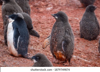 Penguin Mouth Stock Photos Images Photography Shutterstock