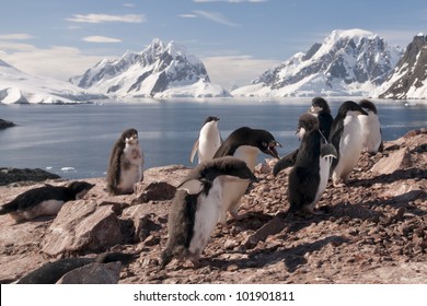 Adelie Penguin In Antarctica