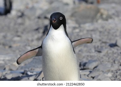 Adelie Penguin In Antarctica, Southern Hemisphere, Seabird, Flipper, Predator, Fish, Plumage, Species, Biodiversity