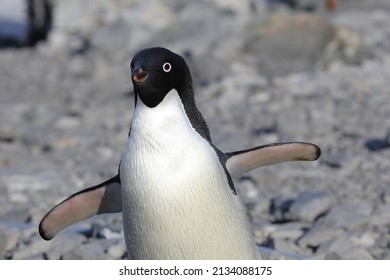 Adelie Penguin, Antarctica, Southern Ocean, Penguin, Seabird, Feathers, Feather, Fish, Krill, Beak, Bird Nest, Endangered Species, Southern Ocean, Species, Bird