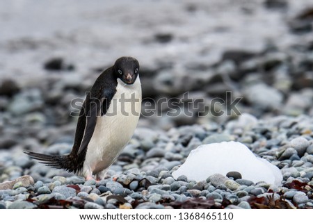Adelie Penguin with blue eyes and an intense focused look on a rocky beach, Turret Point, King George Island, South Shetland Islands
