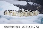 Adelie penguin colony of Cape Adare.