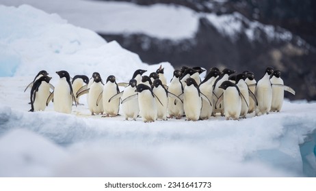 Adelie penguin colony of Cape Adare. - Shutterstock ID 2341641773